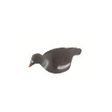 FORME STEPLAND PIGEON ANGLAIS