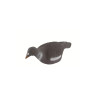 FORME STEPLAND PIGEON ANGLAIS