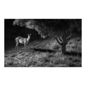 CAMERA REOLINK 4K 4G LTE GO RANGER PT