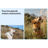 COLLIER TRACTIVE DOG XL ADVENTURE